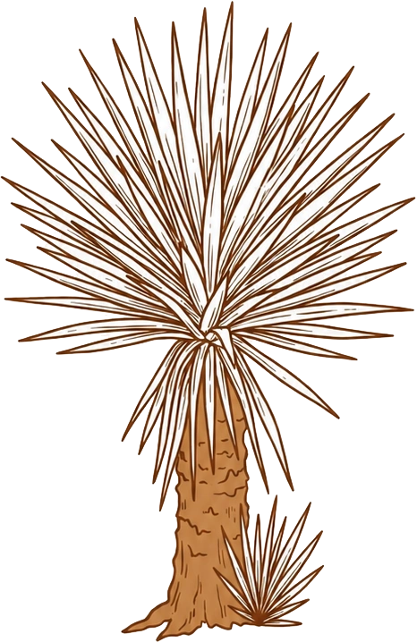 Yucca plant